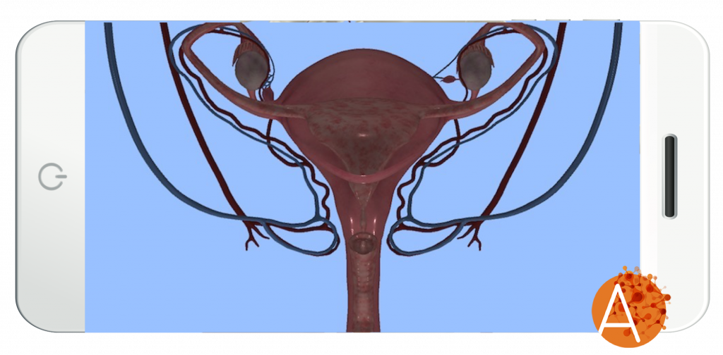 Anatomyou VR - Female Reproductive System - External View