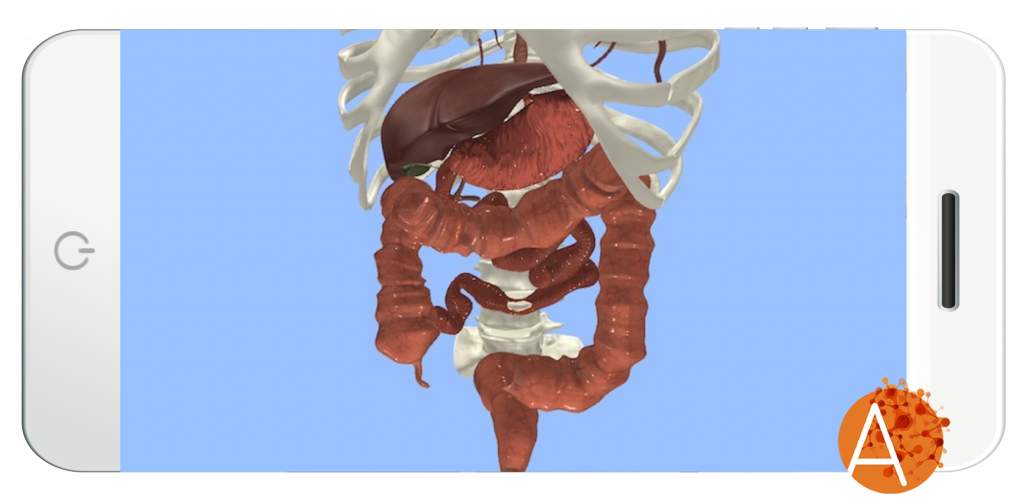 Anatomyou VR - Gastrointestinal Tract - External View
