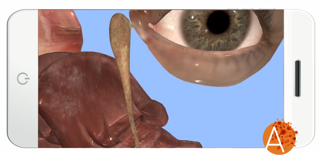 Anatomyou VR - Nose And Throat Tract - External View