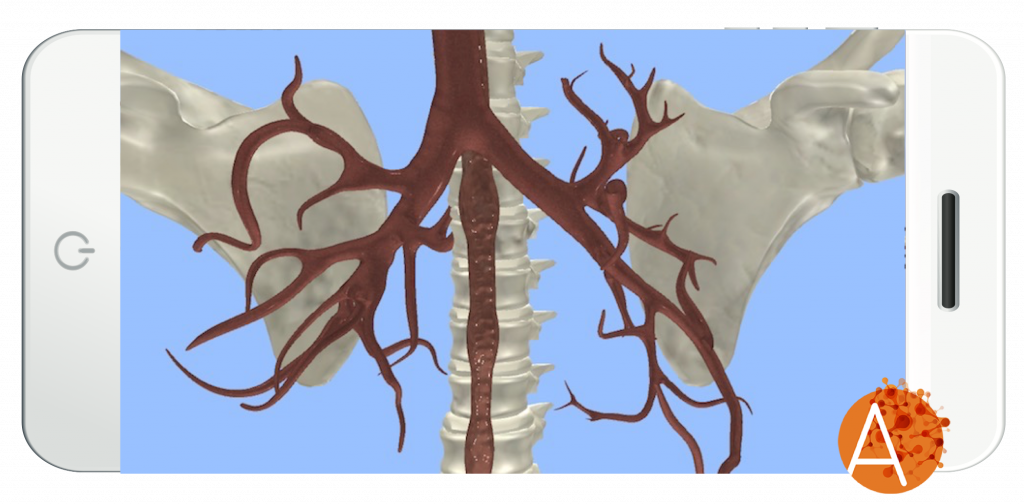 Anatomyou VR - Transbronchial Tree - External View